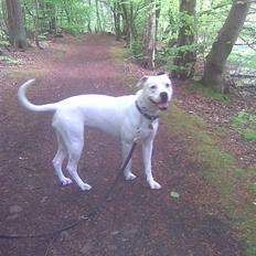 Amerikansk bulldog Sascha - R.I.P. 21 maj 10