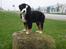 Berner sennenhund KAHLUA - i am king of the world