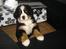 Berner sennenhund KAHLUA