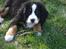 Berner sennenhund KAHLUA