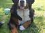 Berner sennenhund KAHLUA