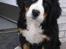 Berner sennenhund KAHLUA