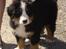 Berner sennenhund Morgan