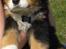 Berner sennenhund Morgan