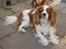 Cavalier king charles spaniel Simba R.I.P <3 - Velkommen til simba´s profil, læg gerne en bedømmelse + kommentar? :)
