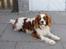 Cavalier king charles spaniel Simba R.I.P <3 - ***NYT*** 02/05-10 :)