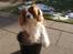 Cavalier king charles spaniel Simba R.I.P <3 - min lille skatter sidder i en spand :D