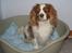 Cavalier king charles spaniel Simba R.I.P <3