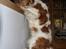 Cavalier king charles spaniel Simba R.I.P <3 - Hopper næsten op på køkkenbordet for at tage mad, lille frækkert 