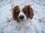 Cavalier king charles spaniel Simba R.I.P <3 - Simba i sneen, vinter 09 <3