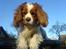Cavalier king charles spaniel Simba R.I.P <3