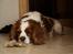 Cavalier king charles spaniel Simba R.I.P <3 - ***NYT*** 29/05-2010 Ligger og slapper af (: