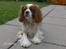 Cavalier king charles spaniel Simba R.I.P <3 - :)