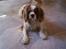 Cavalier king charles spaniel Simba R.I.P <3 - Jeg savner dig basse <3 R.I.P