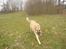 Blanding af racer Græsk gadehund, Ronja