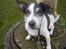 Jack russell terrier Funny R.I.P