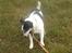 Jack russell terrier Funny R.I.P