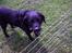 Labrador retriever lucky R.I.P )= - Nej hun er ikke i bur.. det er mig der stod inde ved vores gamle ænder!<3