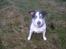 Jack russell terrier Funny R.I.P