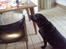 Labrador retriever lucky R.I.P )= - tikke røv<3