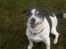 Jack russell terrier Funny R.I.P