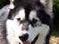 Alaskan malamute Maluq    R.I.P  august 2011 - forårsbillede 2008