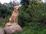 Labrador retriever Tyra - Lige været i næstved hundeskov, hvor hun sidder på en sten