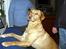 Labrador retriever Tyra - hun elsker at sidde på stolen og kigge ud ad vinduet. 