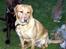 Labrador retriever Tyra - Der er hun igen sammen med sin "Mand" i haven og søge mad.