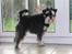 Dvaergschnauzer MOLLIE<3<3 - Kom og luk op
