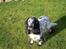 Cocker spaniel Sasha Larsen