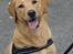 Labrador retriever Tyra - Sig appelsiin!