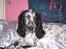 Cocker spaniel Sasha Larsen