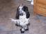 Cocker spaniel Sasha Larsen