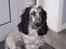 Cocker spaniel Sasha Larsen