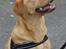 Labrador retriever Tyra - Aj hvor himlen er smuk idag!