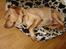 Labrador retriever Tyra - godt nok træt efter løbeturen.