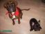 Boxer Bambo Leo - mig, og min erotisk buttede super lover:)