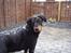 Blanding af racer Dobermann / Rotweiler 
