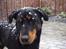 Blanding af racer Dobermann / Rotweiler 