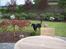 Blanding af racer Dobermann / Rotweiler 