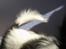 Papillon Heikra´s Frederikke
