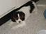 Cavalier king charles spaniel Annexgårdens Lea