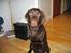 Labrador retriever Duncan - her er jeg så 7½ mdr mangler bare noget brede