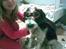 Tibetansk terrier Oscar - Halloween-hunden