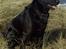 Blanding af racer Sigurd RIP - Sigurd´s yndlingssted...stranden