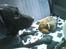Labrador retriever Effi  R.I.P - effi og jessie