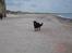 Blanding af racer Simba - Der intet bedre end en går tur ved stranden, Simba er en rigtig vandhund