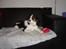 Cavalier king charles spaniel Annexgårdens Lea - Ja man er vel en sofahund