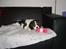 Cavalier king charles spaniel Annexgårdens Lea